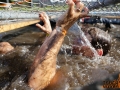 Various pics from Tough Mudder Seattle.